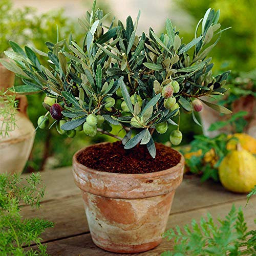 Olea Europaea Olive Tree - Hardy Evergreen Mature Indoor Fruit Plant in 14cm Pot