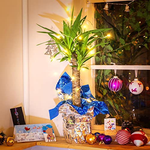 Yucca Palmier dans un emballage cadeau avec guirlande lumineuse dorée – Décoration de Noël Nouvel An