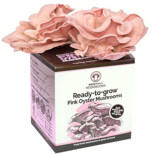 Merryhill Mushrooms - Pink Oyster Mushroom Growing Kit | Easy to Grow, Indoor Mushroom Grow Kit | Large Yield and Harvest | Fun, Easy to Use & Delicious to Eat