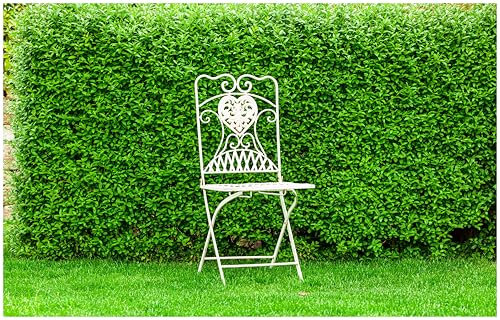 Stauden Gänge 1 x Ligustrum obtusifolium var. regelianum (Gehölz/Heckenpflanze/Winterhart/Mehrjährig) Buschiger Liguster - Pflegeleicht, robust und immer stilvoll - Hitze verträglich