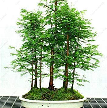 14 : 30 pz Sequoia Rossa Semi Plante Sequoia sempervirens Bonsaï Albero dans le vase pour la maison et le jardin fresque de l'air du jardin domestique de bricolage 14 : Graines