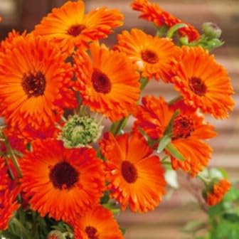 Pot Marigold Geisha Girl - 150 Seeds + freebie + Plant tag (Calendula officinalis)