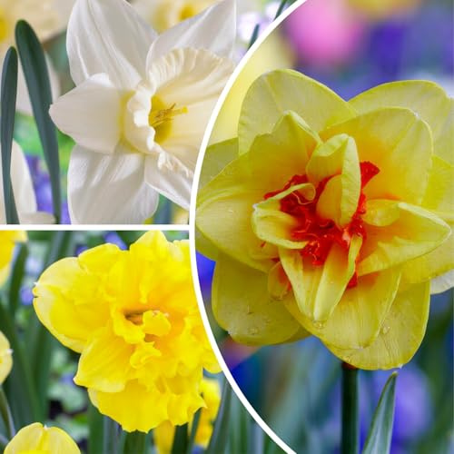 FLORIUM - Raccolta narcisi cipolle budget (25 bulbi di fiori), fragranti campane pasquali miscela di olanda, durevole, resistente all'inverno varietà di fiori perenni per giardini e fioriere (senza