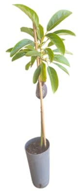 Árbol de Aguacate Injertado Frutal Natural de 1,5m de Altura Listo para Cultivar en Casa