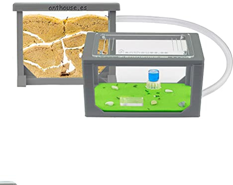 Anthouse - Hormiguero Natural Mini 3D - Terrario de Hormigas con Colonia Incluida - Kit Hormiguero Acrílico Tipo Sándwich (12x10x1 cm), Caja de Forrajeo (18x10x5) y Accesorios - Color Gris