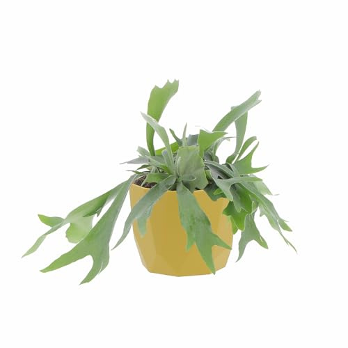 KENTIS - Felce a Corna d'Alce - Platycerium Bifurcatum - Piante Vere da Appartamento - Pianta Decorativa da Interno - H 30 cm Vaso Ø 17 cm