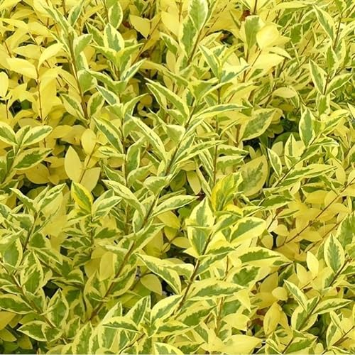 3 x Troène de Californie 'Aureum' - Ligustrum Ovalifolium 'Aureum' 40-50 cm en conteneur - Éclats Dorés dans Votre Jardin