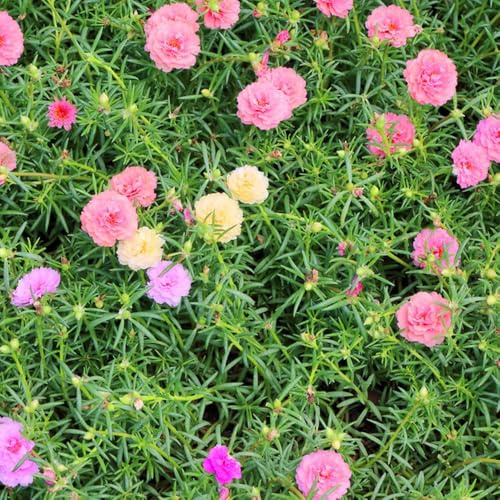 semi di cicoria - semi di cicoria per giardino con esotiche perenni resistenti rocce resistenti 1500 pezzi