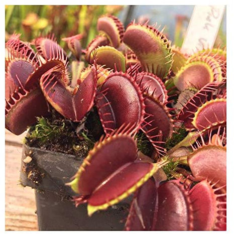 Dionaea muscipula Pink Venus - Venusfliegenfalle Pink Venus - 3 Samen