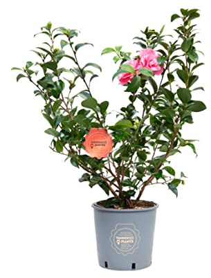 Vannucci Piante, Camelia, Pianta da terrazzo, Cespuglio (rosa)