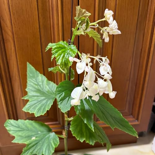 semillas de begonia decoración de sala estar Begonia trucha interior fáciles cuidar interior verdes exóticas decoración resistentes verano 450pcs