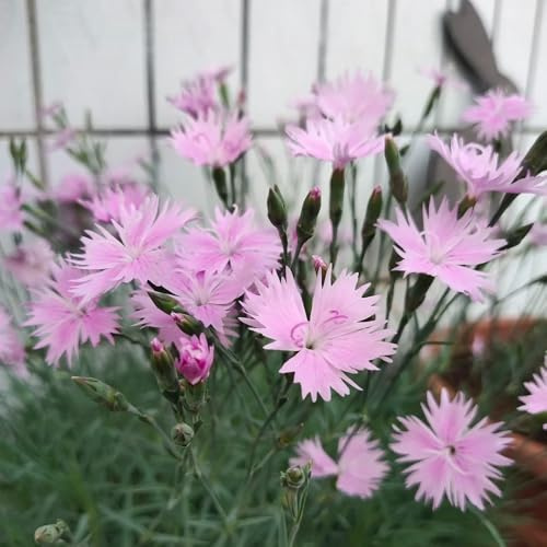 Semi di garofano dolce, decorative recisi balcone biologici 50pcs