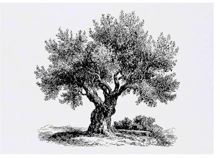 Azeeda 'Vintage Olive Tree' Temporary Tattoo - Water Resistant, Skin-Safe, Non-Toxic Transfer (TO00089343)