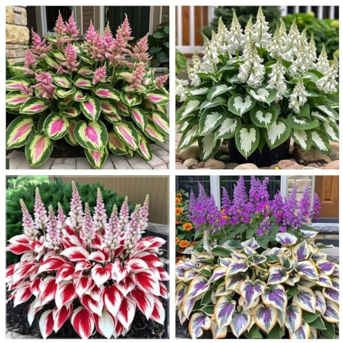 Hosta Perenne (Rizoma Decuado) | Herbácea Perenne | Plantación al Aire Libre, Excelente Exhibición de Jardines-f-6 Rizomas