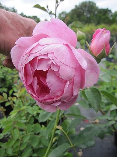 Rosa Royal Jubilee ® - Englische Rose Royal Jubilee ® - Austin Rose