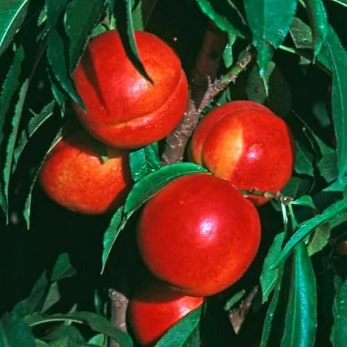 Sunglo Nectarine Tree, Live Bare Root, 1 Foot Tall