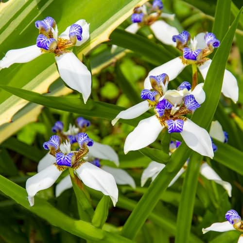 Bulbos de iris - de balcón iris, primavera bulbos decoraciones jardín para exteriores jardín cobertura del suelo resistentes en macetas al aire libre 5pcs