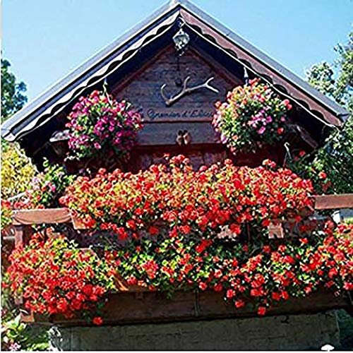 Ultrey Seed House - Rare Hanging Geranium Seeds Giant Pelargonium Balcony Flowers Seeds Bonsai Potted Plant sea of Flowers for Garden Balcony/Terrace
