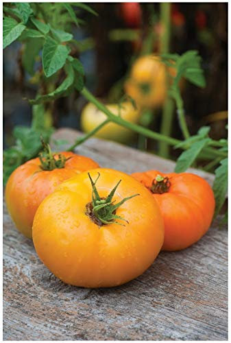 PREMIER SEEDS DIRECT - Tomato - Orange WELLINGTION - 12 Finest Seeds