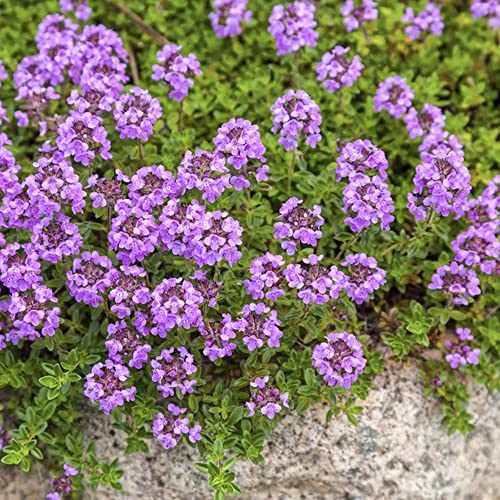 Bio - Thymus - Serpyllum - Samen,Wilder Thymian,Aromatische Kräuter: Aromatische Sorten Für Garten Und Balkon.Blüten Äußerst Robuste Pflanzen 100 Stücke 100 Stücke
