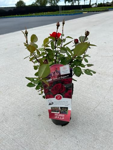 Rosal de Flor Grande Rojo Belleza Natural para tu Espacio al Aire Libre