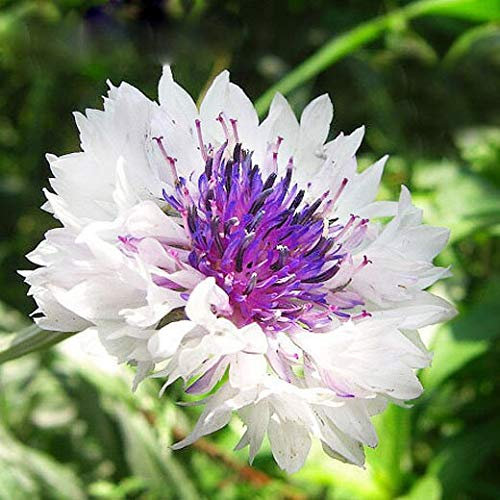 Seltene Weiße Kornblumensamen Balkon Patio Garten Blumen Topf Bonsai Pflanzensamen Centaurea Blumensamen 100 Stücke