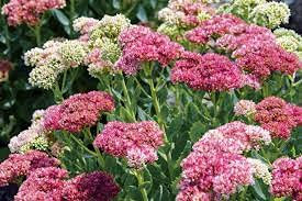 Semi di piante di Sedum Telephium