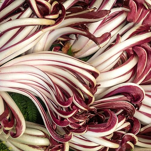 50 Pcs Chicoree Samen Bio - Radicchio Samen - Gemüsesamen & -Pflanzen (Cichorium Intybus) Saatgut Alte Sorten Pflanzen Anzucht Wintergemüse Pflanzen Kaufen Wintergemüse Samen Gemüsesamen,