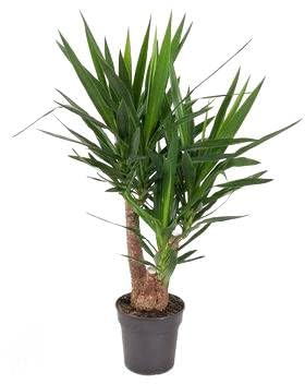 Fresh Plants - Yucca Grandeur - pot Ø 24 cm - hauteur 110 cm