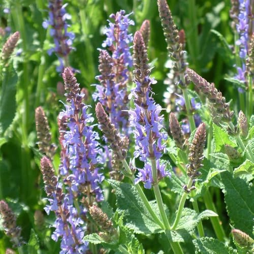 semillas de salvia resistentes, perenne balcón jardín 2000pcs