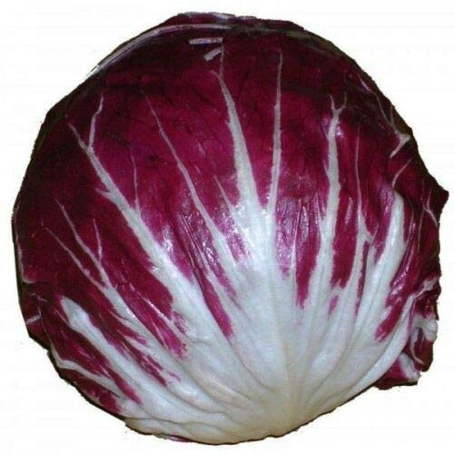Semi di Radicchio * Rouge DE Verona * 100 Semi * Cucina a Seeds ONLY