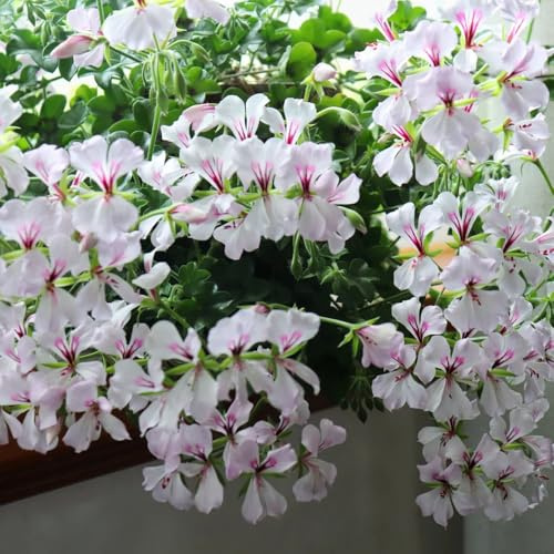 geraniensamen, zimmerbonsai balkonpflanzen rankpflanzen kübelpflanzen schnittblumen deko wohnzimmer bio alte sorten topfpflanzen outdoor balkon blumengarten bodendecker winterhart 300pcs