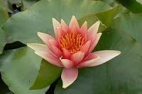 Ninfea 'David' – Pianta Acquatica Viva a Radice Nuda Fiore Rosso Intenso – Per Laghetti, Vasche e Stagni da Giardino – Fioritura Estiva Prolungata – Coltivata in Italia