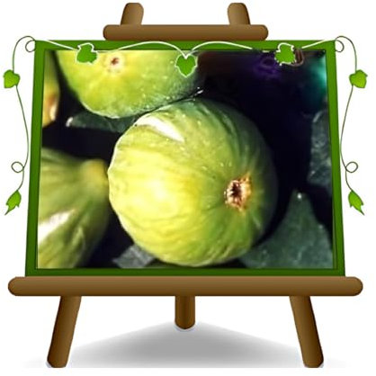 figues figue arbre Brogiotto blanc - Plante fruitière antique sur un pot de 20-170 cm max - 2 ans