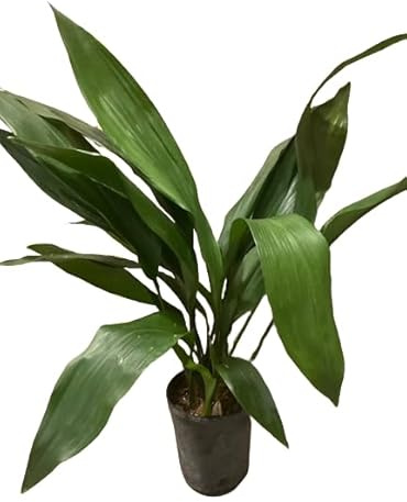 Aspidistra Elatior Planta de Exterior Ideal para Jardines Ornamentales
