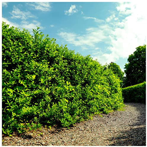 70 Green Privet Hedging Plants Ligustrum Hedge 20-30cm, Potted, Dense Evergreen 3fatpigs®