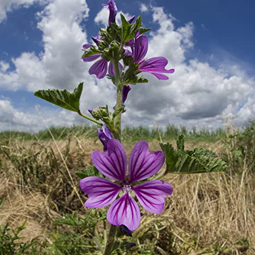 semillas de malva silvestre - balcón resistente perenne 400pcs