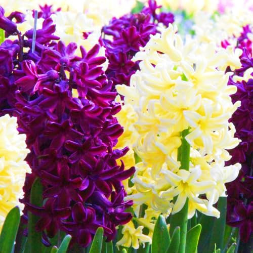 Hyazinthenzwiebeln Winterhart MehrjäHrige,Hyazinthen Pflanzen Winterhart,Hyazinthe Kaufen Hyazinthenblüten Gärten Geschenk bereit MehrjäHrige Knollenpflanze Im Topf Pflanzen-8zwiebeln-d