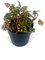 Pianta vera di Begonia bowerae Tiger - Diametro Vaso Ø 12 cm