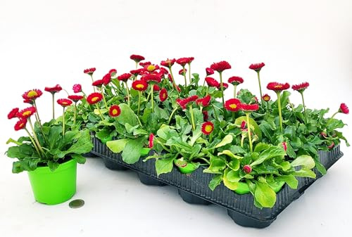 POWERS TO FLOWERS - PRATOLINE ROSSE, MARGHERITA BELLIS PERENNI, 15 PIANTE, vaso 10cm, piante vere