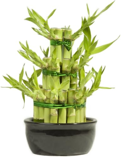 bambù fortunato, semi di bambù da giardino, tappezzanti, resistenti, fortunato verdi, da appartamento rare decorazioni giardino per esterni decorazione autunnale 160semi