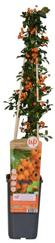 Feuerdorn - Pyracantha 'Soleil d'Or' - Ø15cm - 65cm