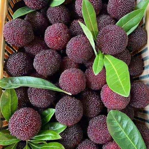 Semillas de Morella Rubra - fresca de arrayán - semillas de frutas comprar arboles columnares frutal columnar jardín 20pcs