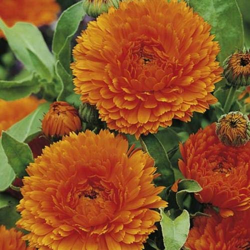 CALENDULA GIGANTE DOPPIA ARANCIO NR.200 SEMI