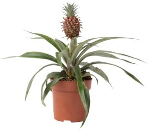 Plant in a Box - Plante ananas 'Mi Amigo' - Pot 12cm - Hauteur 35-45cm