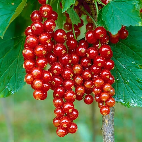 Redcurrant Ribes rubrum 'Jonkheer Van Tets' Deciduous Hardy Fruit Tree | 9cm Pot