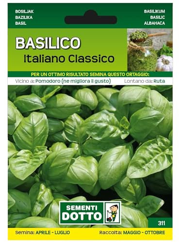 Sicignano | Semi Basilico Italiano Classico, Foglie Lisce Medio Grandi, Pianta Aromatica Rigogliosa, Busta Extra - 1 Confezione da 3.5g, Ciclo Medio-Precoce, Raccolto da Maggio a Ottobre