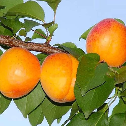 Albicocco Cafona. Garden Talamonti.