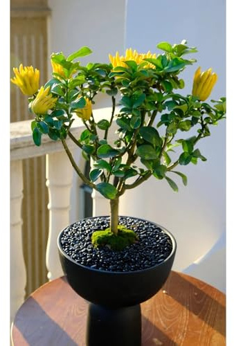 Semillas de limón de la mano de Buda - Semillas de bergamota - Semillas en crecimiento, decoraciones de jardín para exteriores. semillas de frutas, 150pcs