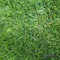 Grassamen Rasensamen Gerbrauchsrasen für Trockenlagen RSM 2.2.1 (10 kg)